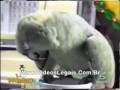 papagaio imitando choro de criança!