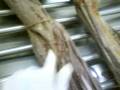 musculos 6