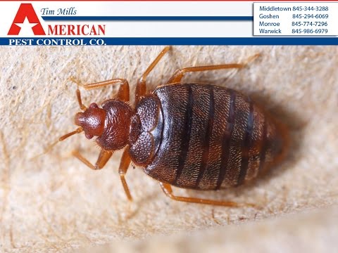 how to get rid of water bugs nyc