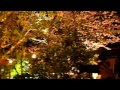 20110404_日本關西京都祇園白川夜櫻