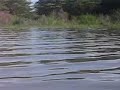 Hippo's on Lake Chamo In Arba Minch, Ethiopia