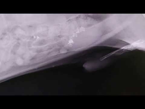 how to dissolve bladder stones in dogs