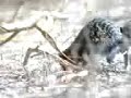 the story of shakespeare(R.I.P)(the meerkat) the story of shakespeare(R.I.P)(the meerkat)
