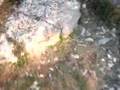 videos de Compagnia Della Ruota - La Turbie 1/11/2007 - 3° VIDEO