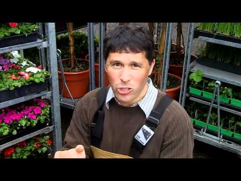 how to harvest impatiens seeds