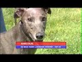 Greyhound Racing - The Dogs - Chris Allsopp
