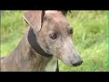 Greyhound Racing - The Dogs - Chris Allsopp