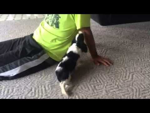 monty playing at 10 weeks