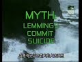 [subscribe] for more 'the most extreme' videos. the most extreme myth is the [lemmings] lemmings commit suicide. false...absolutely.
