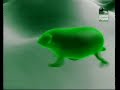 [subscribe] for more 'the most extreme' videos. the most extreme myth is the [lemmings] lemmings commit suicide. false...absolutely.
