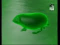 [subscribe] for more 'the most extreme' videos. the most extreme myth is the [lemmings] lemmings commit suicide. false...absolutely.