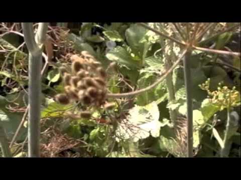 how to harvest dill seeds