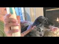 Clean your dogs ears with WaxVax - great for all pets  Day Care Hearing Disorders & Deafness