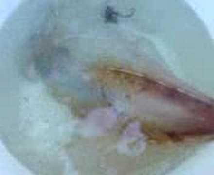 chuchudiary - 1.3kg squid went nut inside the bucket and keep changing color and eject ink hahahah.