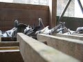 Sabol Oliver racing pigeons 1 Sabol Oliver racing pigeons 1