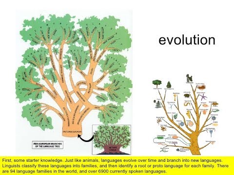 The Quest For Evolution – Bruce Barton