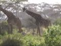 Mountain Biking with Giraffes and Zebras in Africa