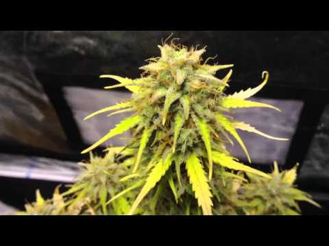 how to transplant autoflower