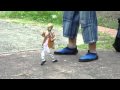 Titere bailando cumbia HD - HQ