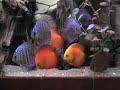 Discus Fish