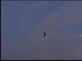 FLY WING ?? BRUSHLESS 2 FLY WING ?? BRUSHLESS 2