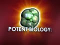 Adult-Stem-Cells-and