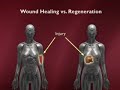 Adult-Stem-Cells-and