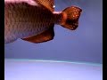 LION head arowana LION head arowana