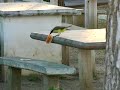 Pajarito comiendo galletitas magdalenas.