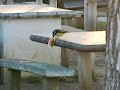 Pajarito comiendo galletitas magdalenas.