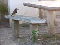 Pajarito comiendo galletitas magdalenas.