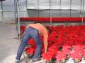 20.000 PLANTAS ADORNARAN LORCA EN NAVIDAD    10-12-2009.wmv