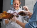 Westford Dead Whale Project