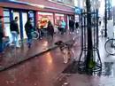 Hond aan de lijn bij AH for March 04, 2007, 10:45 AM Hond aan de lijn bij AH for March 04, 2007, 10:45 AM