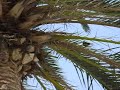 treeparots Ricoh Caplio R6 1