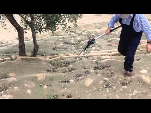 how to collect olives