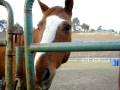 videos de Cruiser
