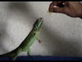 La Iguana Blasa en: El Circo [by lapazxxl]