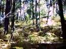 ForoMTB-entre veredas-cercedilla3 ForoMTB-entre veredas-cercedilla3