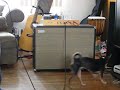 Guitar : clip 2 marshall 2061x