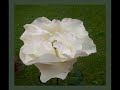 Cultivo una rosa blanca