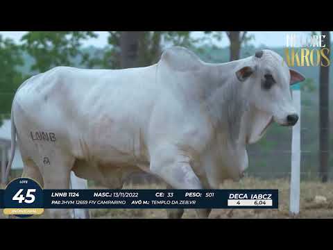 4� DE OLHO DA FAZENDA NELORE AKROS