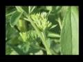 Stevia