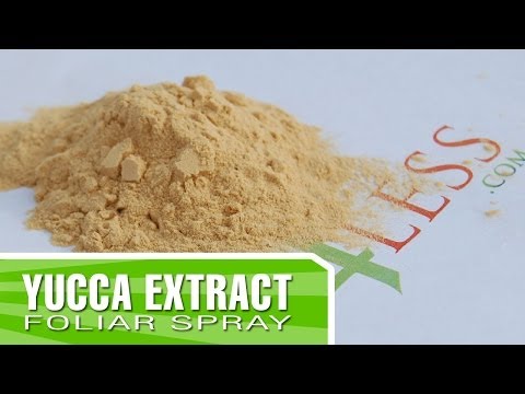 how to fertilize yucca plants