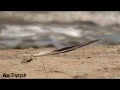 Poetry Video