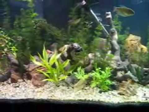 how to fertilize mondo grass