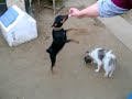Me playing with my Mini Doberman Pincher & Pomeranian Part 1
