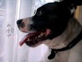 staffordshire bull terrier