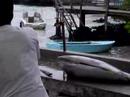 ガラパゴス諸島 サンタクルス島 プエルトアヨラ (IN ECUADOR) 1