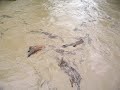 Hinkson Creek Flood 5-10-07 (4)